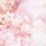 【高解像度】ふんわりした雰囲気の桜（3パターン）