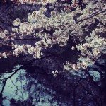 【高解像度】池のほとりに咲く桜（3パターン）