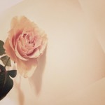 【高解像度】アンティークな雰囲気の薔薇（3パターン）