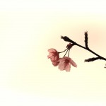 【高解像度】下を向いて咲く一枝の桜（3パターン）