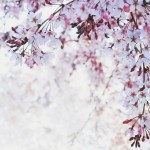 【高解像度】清々しい桜（3パターン）