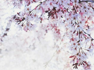 【高解像度】清々しい桜（3パターン）