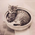 【高解像度】土鍋の中で眠る猫（ねこ鍋）（3パターン）