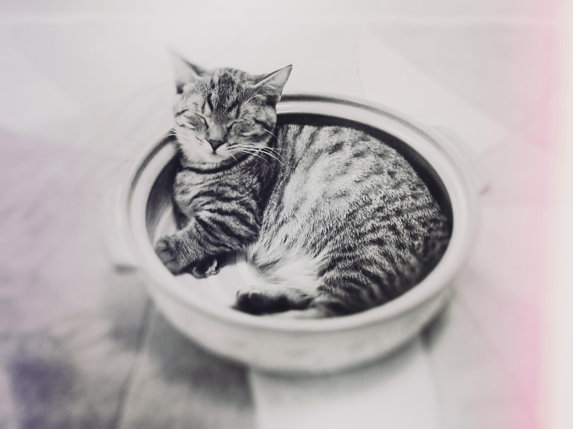 高解像度 土鍋の中で眠る猫 ねこ鍋 3パターン Neo Himeism