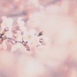 【高解像度】淡い光の中に咲く桜（3パターン）