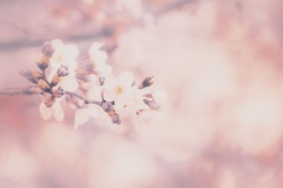 【高解像度】淡い光の中に咲く桜（3パターン）