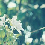 【高解像度】光の中に咲く白い蘭（3パターン）