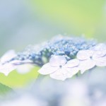 【高解像度】露に濡れる淡い額紫陽花（ガクアジサイ）（3パターン）