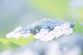 【高解像度】露に濡れる淡い額紫陽花（ガクアジサイ）（3パターン）