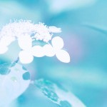 【高解像度】涼しげな白い紫陽花（アジサイ）（3パターン）