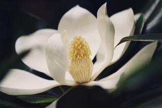 【高解像度】花開く泰山木（タイサンボク）（3パターン）
