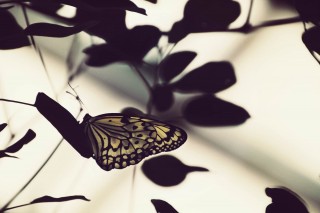 【高解像度】葉のシルエットと蝶（3パターン）