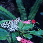【高解像度】熱帯植物とオオゴマダラ（3パターン）