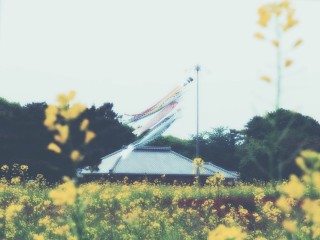 【高解像度】鯉のぼりと菜の花畑のノスタルジックな風景（3パターン）