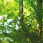 【高解像度】鏡面の森に散るエゴノキの花（3パターン）