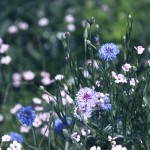 【高解像度】矢車菊（ヤグルマギク）が咲く花畑（3パターン）