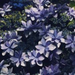 【高解像度】ひっそりと光を浴びる額紫陽花（ガクアジサイ）（3パターン）
