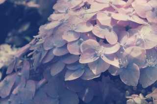 【高解像度】薄桃色の紫陽花（アジサイ）（3パターン）