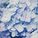 【高解像度】淡い雰囲気の紫陽花（アジサイ）（3パターン）