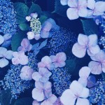 【高解像度】幻想的な雰囲気の額紫陽花（ガクアジサイ）（3パターン）