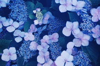 【高解像度】幻想的な雰囲気の額紫陽花（ガクアジサイ）（3パターン）