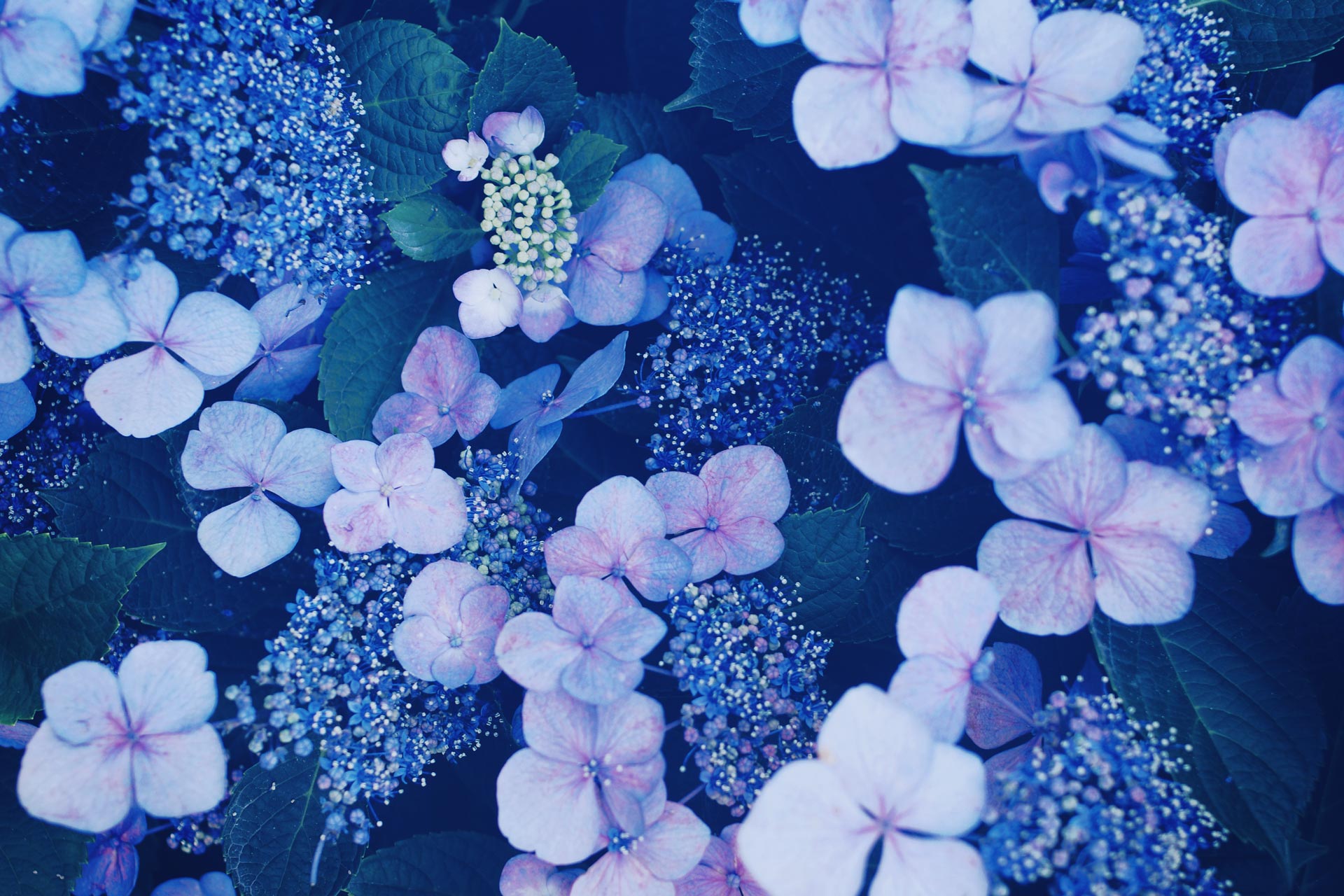 高解像度 幻想的な雰囲気の額紫陽花 ガクアジサイ 3パターン Neo Himeism