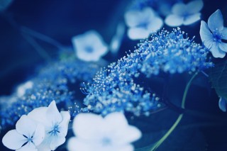 【高解像度】青く澄んだ額紫陽花（ガクアジサイ）（3パターン）