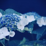 【高解像度】青の中の紫陽花（アジサイ）（3パターン）