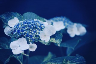 【高解像度】青の中の紫陽花（アジサイ）（3パターン）