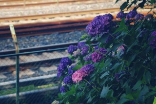 【高解像度】線路と紫陽花（アジサイ）のある風景（3パターン）