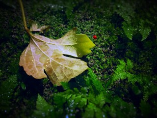 【高解像度】苔の上の落ち葉と赤い実
