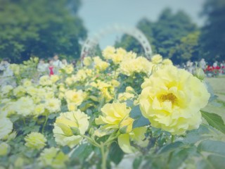 【高解像度】代々木公園の黄色い薔薇