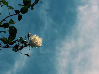 【高解像度】白い薔薇と空