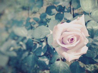【高解像度】淡いピンクの薔薇
