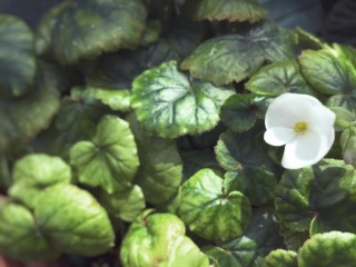 【高解像度】白い小さい花