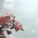 【高解像度】薔薇と飛行機雲