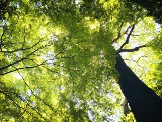 【高解像度】大樹と豊かな緑