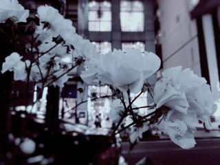 【高解像度】街中の白い花