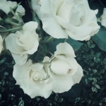 【高解像度】退屈そうな白薔薇