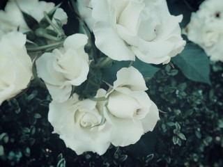 【高解像度】退屈そうな白薔薇
