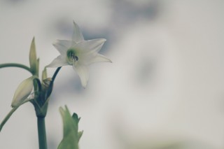 【高解像度】白いクリナムの花（3パターン）