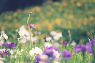 【高解像度】花菖蒲と金糸梅の花畑（3パターン）
