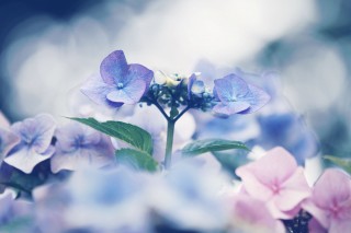 【高解像度】柔らかい花に囲まれた紫陽花（アジサイ）（3パターン）