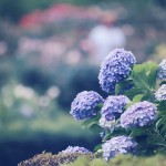 【高解像度】紫陽花とカラフルな玉ボケ（3パターン）
