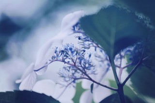 【高解像度】しっとりと咲く紫陽花の裏側（3パターン）