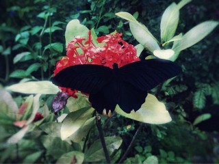【高解像度】赤い花と黒い蝶