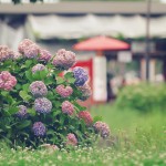 【高解像度】紫陽花と赤い和傘のある風景（3パターン）