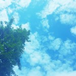 【高解像度】晴れた空と木