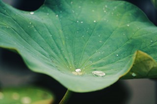 【高解像度】水を弾く蓮の葉 （3パターン）