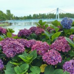 【高解像度】紫陽花と青い橋